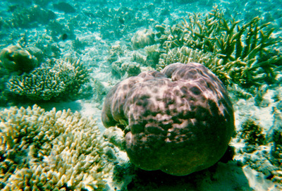 picture of Snorkling in Maldives 1997
 Maldives