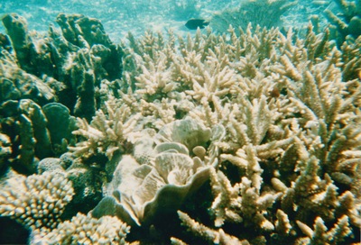 picture of Snorkling in Maldives 1997
 Maldives