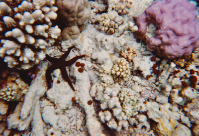 picture of Snorkling in Maldives 1997
 Maldives