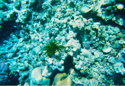 picture of Snorkling in Maldives 1997
 Maldives