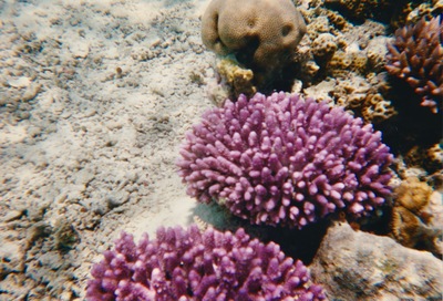 picture of Snorkling in Maldives 1997
 Maldives