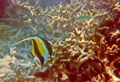 picture of Snorkling in Maldives 1997
 Maldives