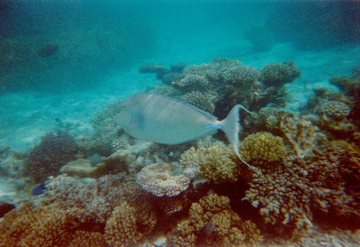 picture of Snorkling in Maldives 1997
 Maldives