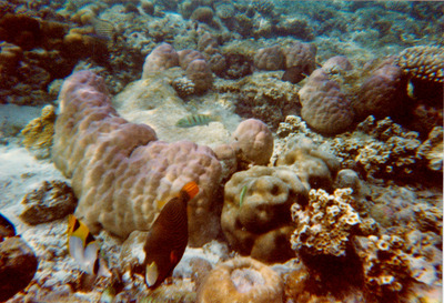 picture of Snorkling in Maldives 1997
 Maldives