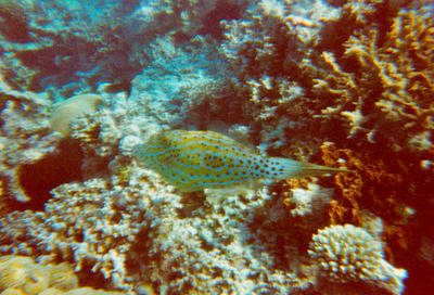 picture of Snorkling in Maldives 1997
 Maldives