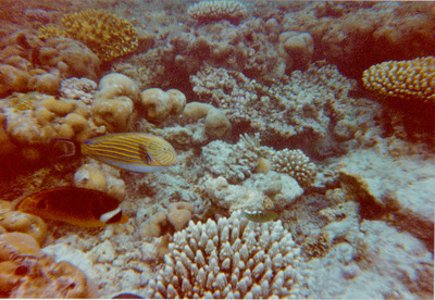 picture of Snorkling in Maldives 1997
 Maldives