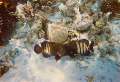 picture of Snorkling in Maldives 1997
 Maldives