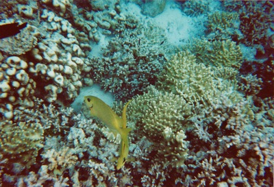 picture of Snorkling in Maldives 1997
 Maldives