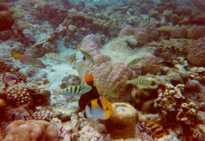 picture of Snorkling in Maldives 1997
 Maldives
