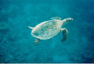 picture of Snorkling in Maldives 1997
 Maldives