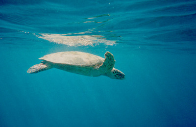 picture of Snorkling in Maldives 1997
 Maldives