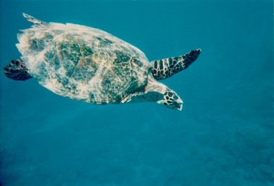 picture of Snorkling in Maldives 1997
 Maldives