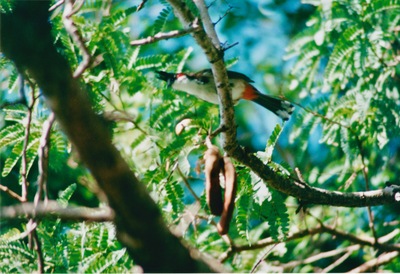 picture of Around Mauritius
 Mauritius