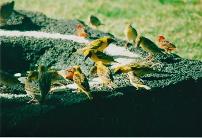 picture of Around Mauritius
 Mauritius