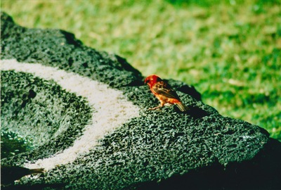 picture of Around Mauritius
 Mauritius