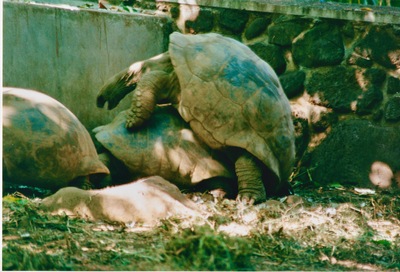 picture of Around Mauritius
 Mauritius