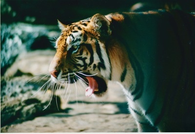 picture of Around Mauritius
 Mauritius