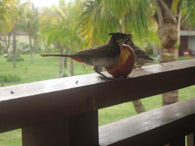 picture of Outrigger Hotel Bel Ombre
 Mauritius