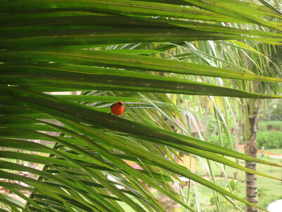 picture of Outrigger Hotel Bel Ombre
 Mauritius