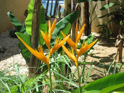 picture of Outrigger Hotel Bel Ombre
 Mauritius