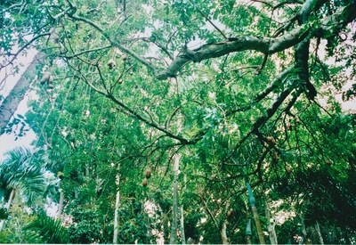 picture of Pamplemousse Gardens
 Mauritius