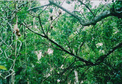 picture of Pamplemousse Gardens
 Mauritius
