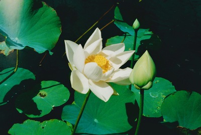 picture of Pamplemousse Gardens
 Mauritius