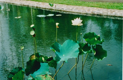 picture of Pamplemousse Gardens
 Mauritius