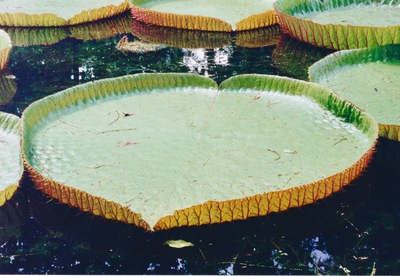 picture of Pamplemousse Gardens
 Mauritius