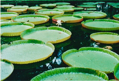 picture of Pamplemousse Gardens
 Mauritius