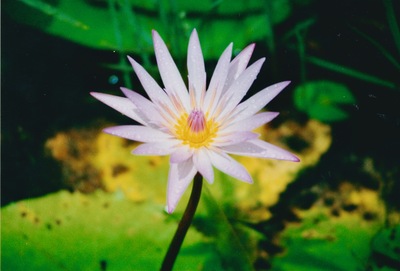 picture of Pamplemousse Gardens
 Mauritius