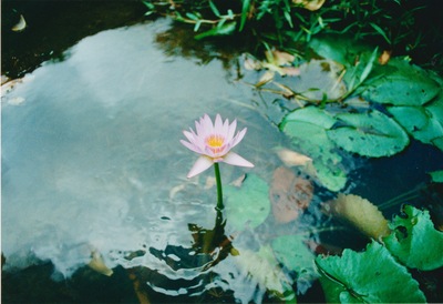 picture of Pamplemousse Gardens
 Mauritius