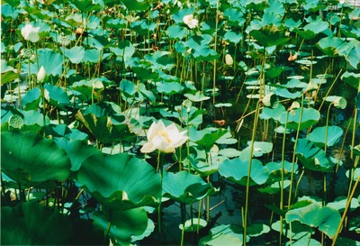 picture of Pamplemousse Gardens
 Mauritius
