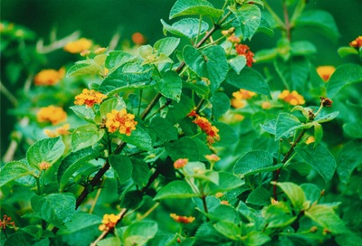 picture of Pamplemousse Gardens
 Mauritius