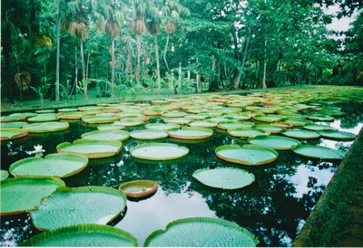 picture of Pamplemousse Gardens
 Mauritius