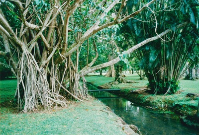 picture of Pamplemousse Gardens
 Mauritius