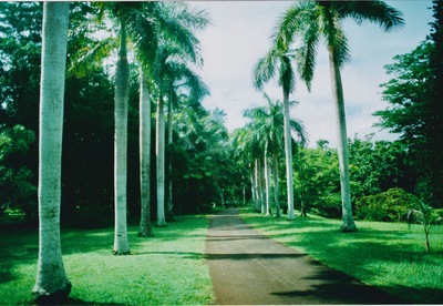 picture of Pamplemousse Gardens
 Mauritius