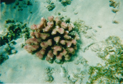 picture of Snorking
 Mauritius