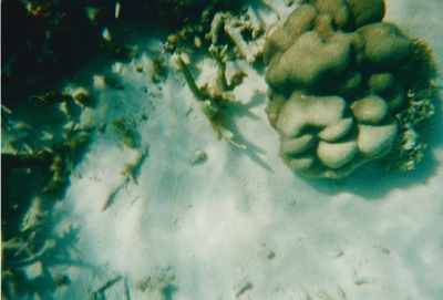 picture of Snorking
 Mauritius