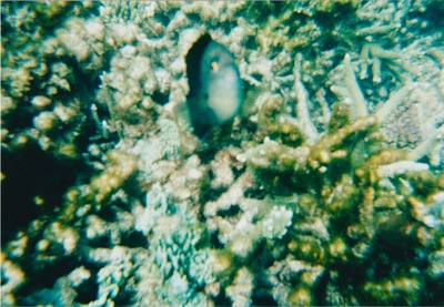 picture of Snorking
 Mauritius