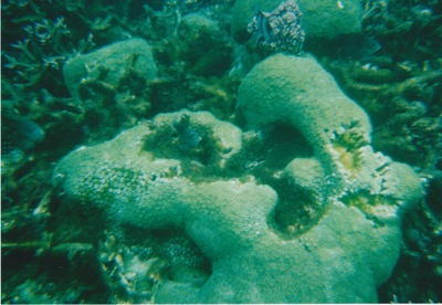 picture of Snorking
 Mauritius