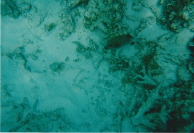 picture of Snorking
 Mauritius