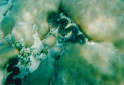 picture of Snorking
 Mauritius