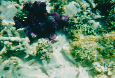 picture of Snorking
 Mauritius