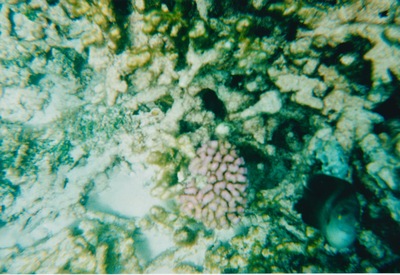 picture of Snorking
 Mauritius