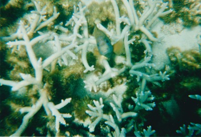 picture of Snorking
 Mauritius