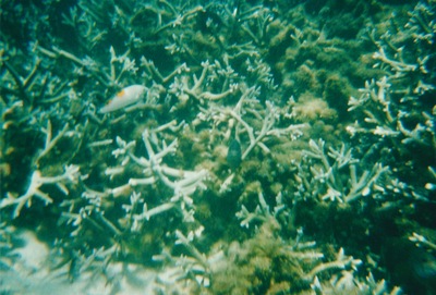 picture of Snorking
 Mauritius