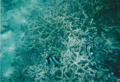 picture of Snorking
 Mauritius