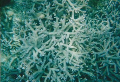 picture of Snorking
 Mauritius