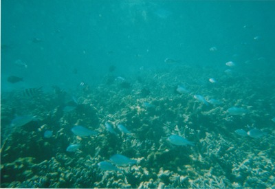 picture of Snorking
 Mauritius